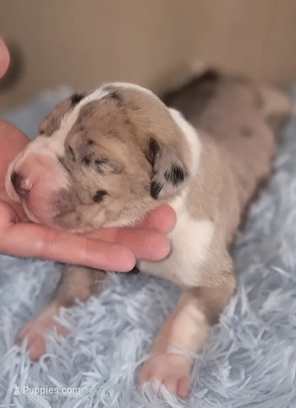 Caspian  – Great Dane puppy for sale in Prospect, TN