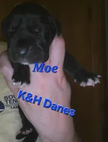 Moe, a male Great Dane for sale in Prospect, TN – 3 of 3