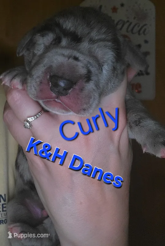 Curly  – Great Dane puppy for sale in Prospect, TN