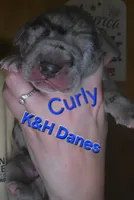 Curly , a male Great Dane for sale in Prospect, TN – 1 of 3