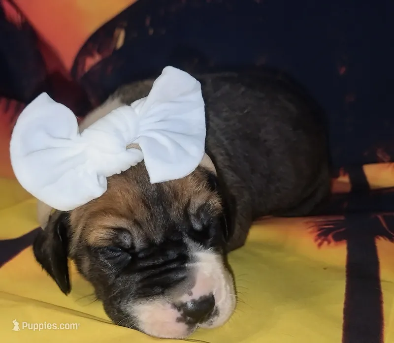 Ocean – Great Dane puppy for sale in Prospect, TN