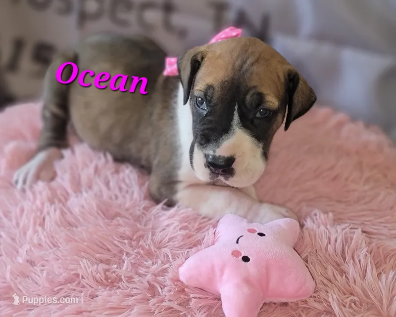 Ocean – Great Dane puppy for sale in Prospect, TN