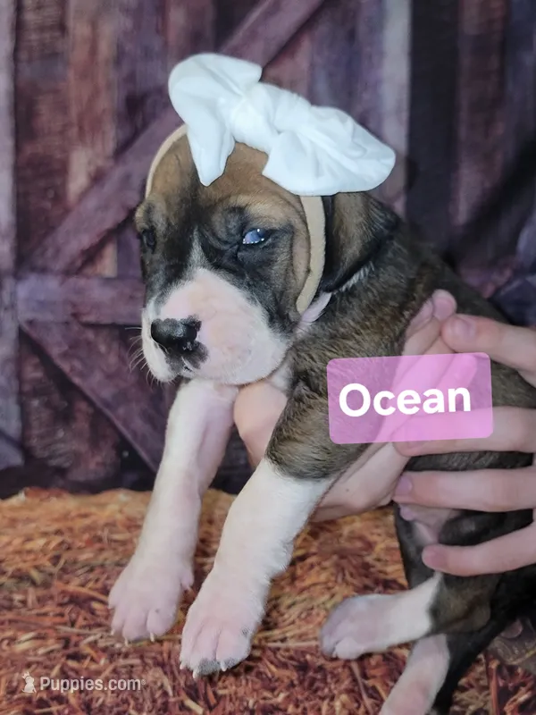 Ocean – Great Dane puppy for sale in Prospect, TN