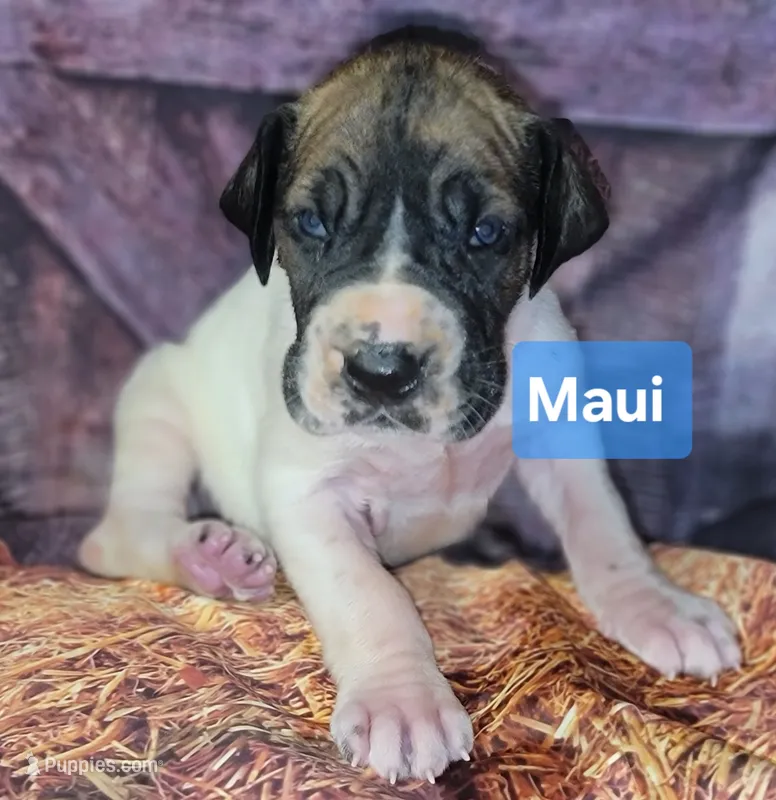 MAUI  – Great Dane puppy for sale in Prospect, TN