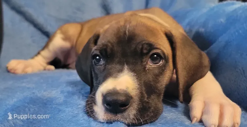 Isla – Great Dane puppy for sale in Prospect, TN