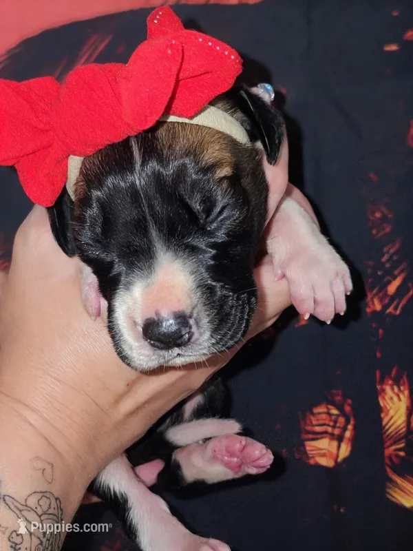 Isla – Great Dane puppy for sale in Prospect, TN