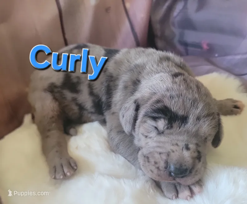 Curly  – Great Dane puppy for sale in Prospect, TN