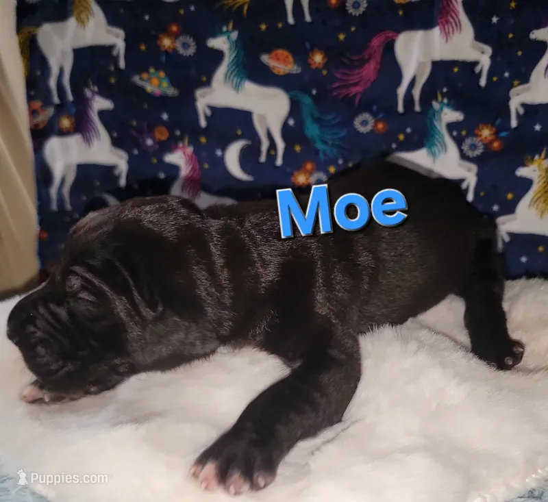 Moe – Great Dane puppy for sale in Prospect, TN