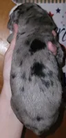 Curly , a male Great Dane for sale in Prospect, TN – 2 of 3
