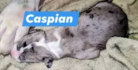 Caspian , a male Great Dane for sale in Prospect, TN – 2 of 3