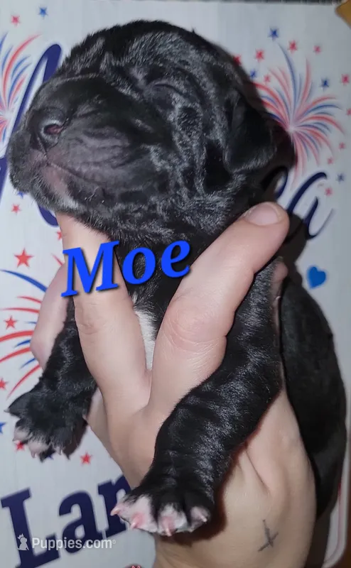 Moe – Great Dane puppy for sale in Prospect, TN