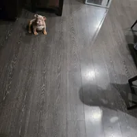 Bowser (Mini English Bulldog) , a male English Bulldog for sale in Moreno Valley, CA – Photo 8 of 9