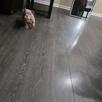 Bowser (Mini English Bulldog) , a male English Bulldog for sale in Moreno Valley, CA – Photo 9 of 9