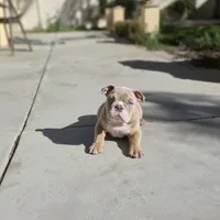 Bowser (Mini English Bulldog) , a male English Bulldog for sale in Moreno Valley, CA – Photo 4 of 9
