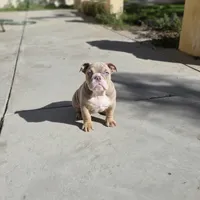 Bowser (Mini English Bulldog) , a male English Bulldog for sale in Moreno Valley, CA – Photo 2 of 9