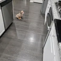 Bowser (Mini English Bulldog) , a male English Bulldog for sale in Moreno Valley, CA – Photo 7 of 9