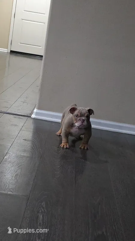 Bowser (Mini English Bulldog) 