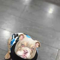 Bowser (Mini English Bulldog) , a male English Bulldog for sale in Moreno Valley, CA – Photo 6 of 9