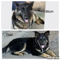 Lemon , a female German Shepherd Dog for sale in Winchester, CA – 5 of 5