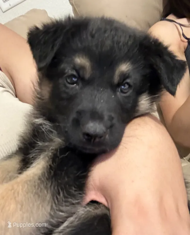 Lemon  – German Shepherd Dog puppy for sale in Winchester, CA