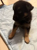 Lemon , a female German Shepherd Dog for sale in Winchester, CA – 4 of 5