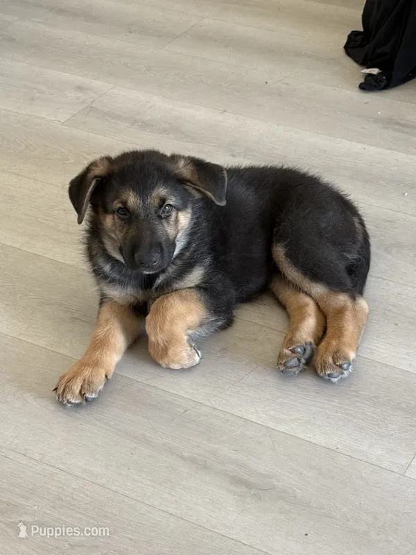Lime  – German Shepherd Dog puppy for sale in Winchester, CA