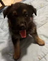 Lemon , a female German Shepherd Dog for sale in Winchester, CA – 2 of 5