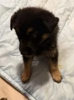 Lemon , a female German Shepherd Dog for sale in Winchester, CA – 3 of 5