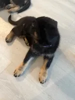 Grape , a female German Shepherd Dog for sale in Winchester, CA – 4 of 4