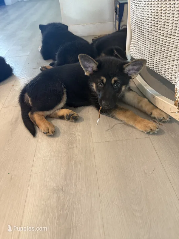 Lemon  – German Shepherd Dog puppy for sale in Winchester, CA