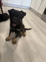 Cherry , a male German Shepherd Dog for sale in Winchester, CA – 2 of 2