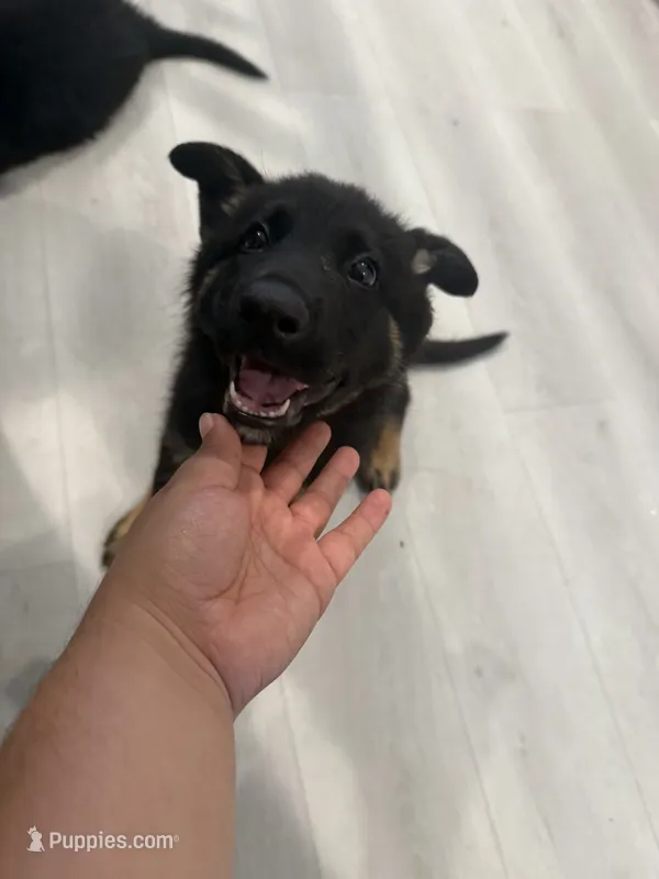 Cherry  – German Shepherd Dog puppy for sale in Winchester, CA