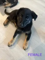 Grape , a female German Shepherd Dog for sale in Winchester, CA – 1 of 4