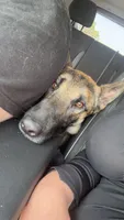 Diesel , a male Belgian Malinois for sale in Proctorsville, VT – 1 of 2