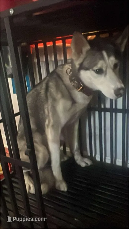 Scout  – Alaskan Malamute, Alaskan Husky puppy for sale in Proctorsville, VT