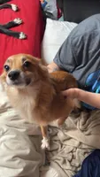 Nutmeg, a female Pomchi for sale in Proctorsville, VT – 1 of 1