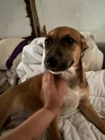 Smiley, a female Anatolian Shepherd Dog and American Pit Bull Terrier for sale in Proctorsville, VT – 3 of 5