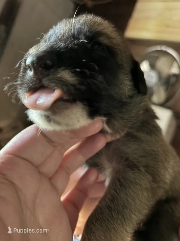 Dumbledoor – German Shepherd Dog puppy for sale in Proctorsville, VT