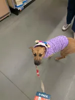 Lola, a female Black Mouth Cur for sale in Proctorsville, VT – Photo 3 of 3