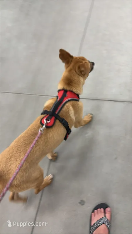 Lola – Black Mouth Cur puppy for sale in Proctorsville, VT