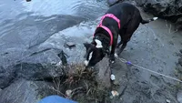Roxie , a female American Pit Bull Terrier for sale in Proctorsville, VT – 2 of 2