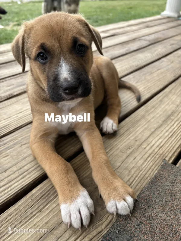 Maybell – Belgian Malinois, German Shepherd Dog puppy for sale in Proctorsville, VT