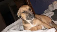 Smiley, a female Anatolian Shepherd Dog and American Pit Bull Terrier for sale in Proctorsville, VT – 2 of 5