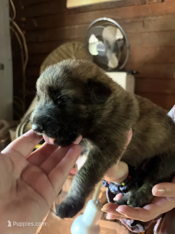 Dobby – German Shepherd Dog puppy for sale in Proctorsville, VT