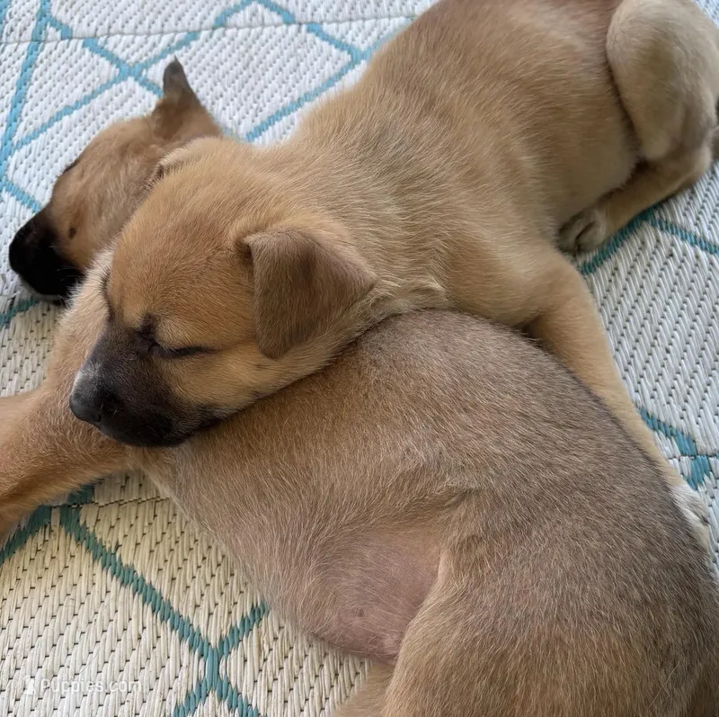 Boots – German Shepherd Dog puppy for sale in Proctorsville, VT