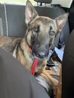 Diesel , a male Belgian Malinois for sale in Proctorsville, VT – 2 of 2