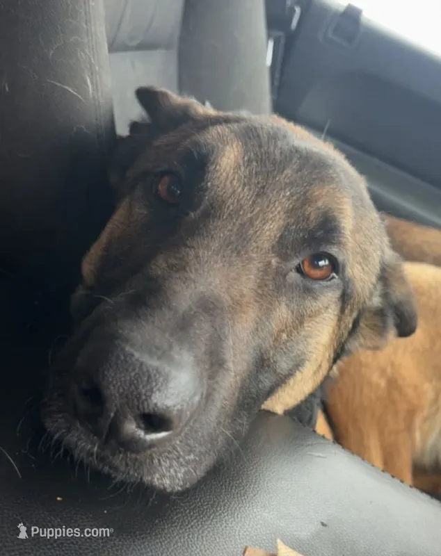 Diesel  – Belgian Malinois, German Shepherd Dog puppy for sale in Proctorsville, VT
