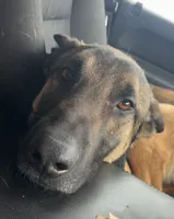 Diesel , a male Belgian Malinois and German Shepherd Dog for sale in Proctorsville, VT – 1 of 2