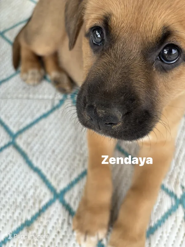 Zendaya  – Belgian Malinois, German Shepherd Dog puppy for sale in Proctorsville, VT