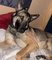 Diesel , a male Belgian Malinois and German Shepherd Dog for sale in Proctorsville, VT – 2 of 2
